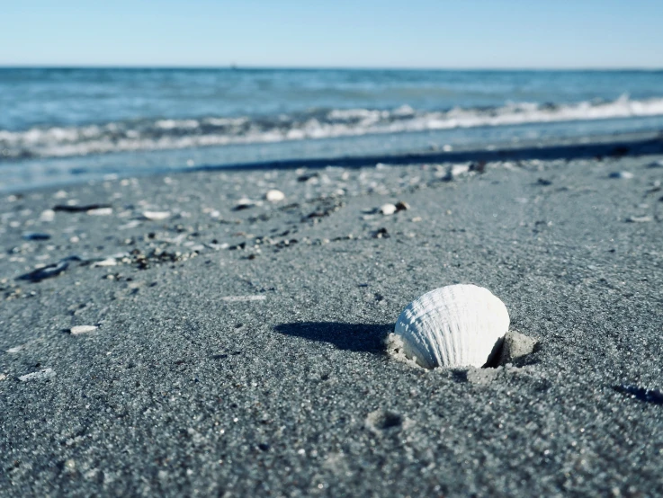 a shell is sitting on a rocky beach