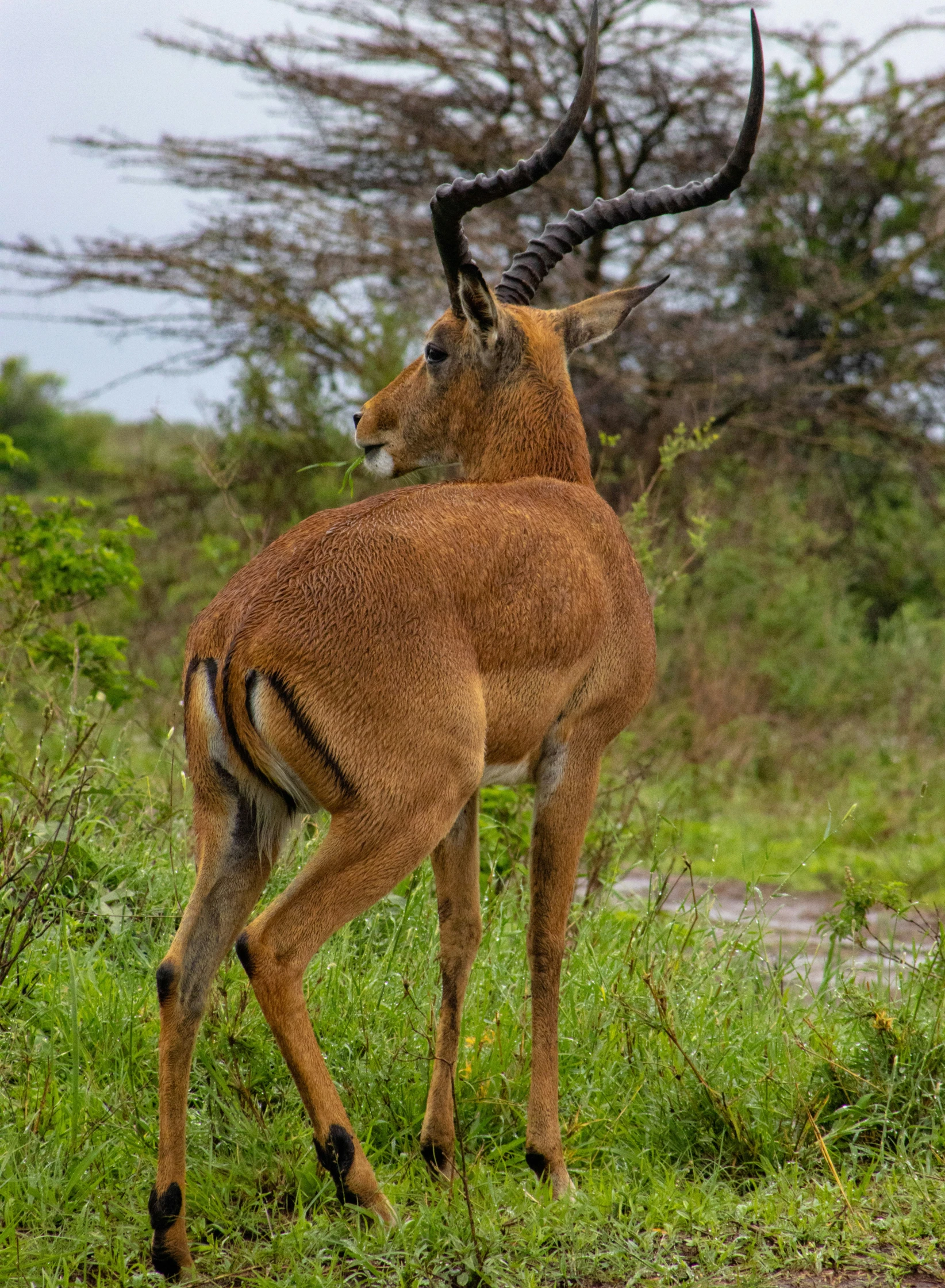 an antelope standing on grass in the wild