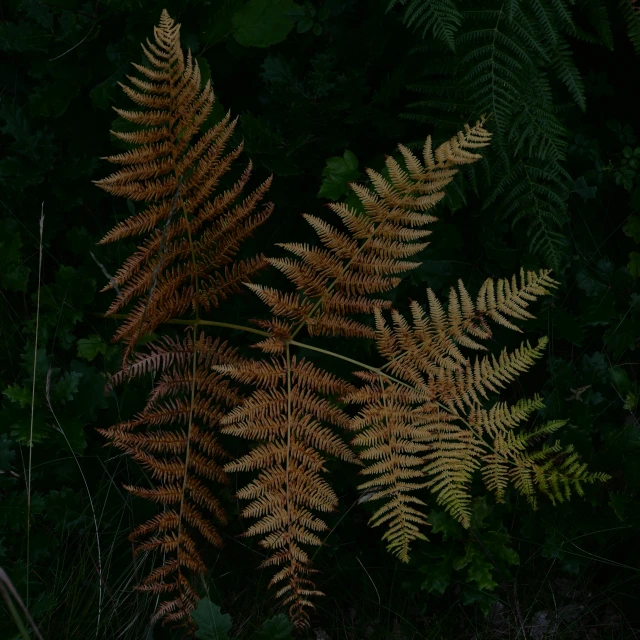 leaves in the dark, with green plants near by