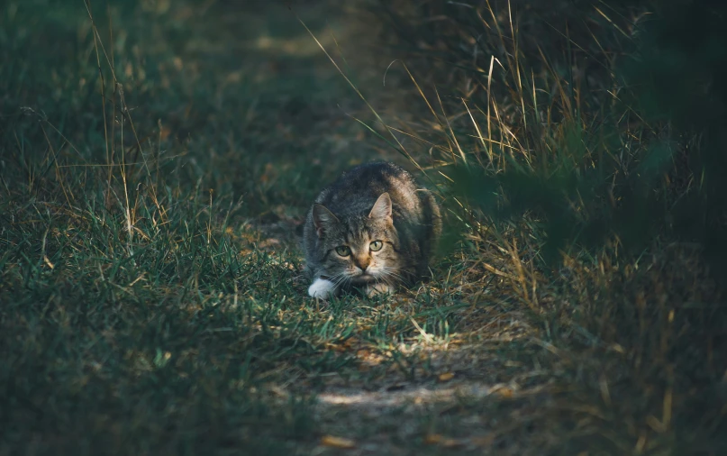 a cat is walking across a path through some grass