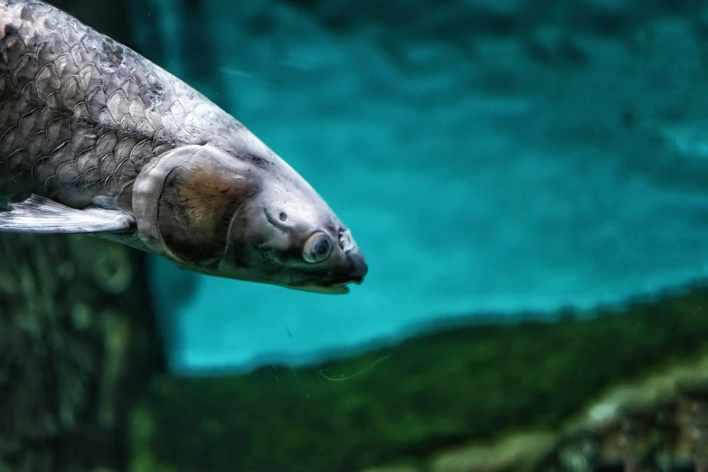 a close up of a fish in a body of water