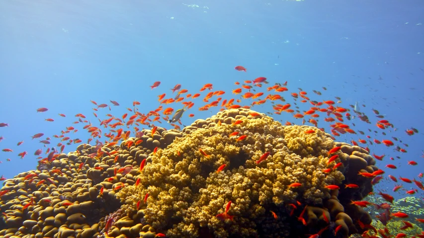 an ocean area with lots of small red and orange fishes