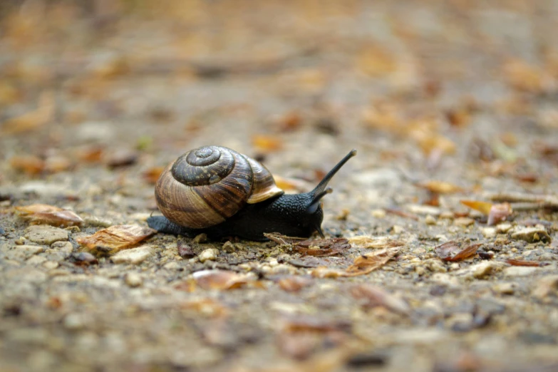 snail moving along ground with leaves scattered all over it