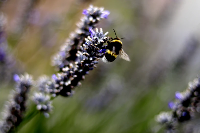 a bee is sitting on some lavender flowers