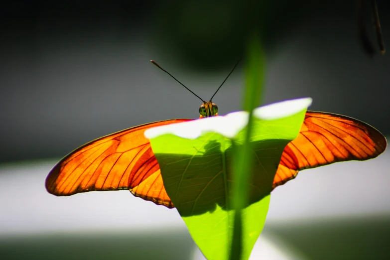 an orange and yellow erfly standing on a green leaf