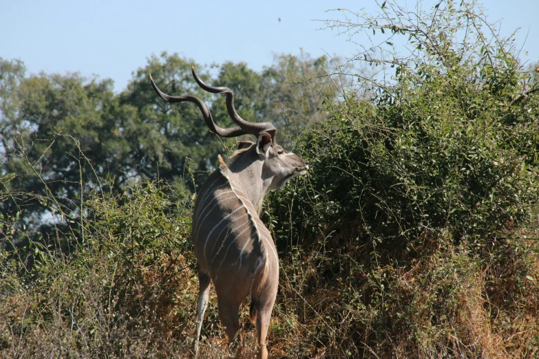 an antelope standing in the woods next to some plants