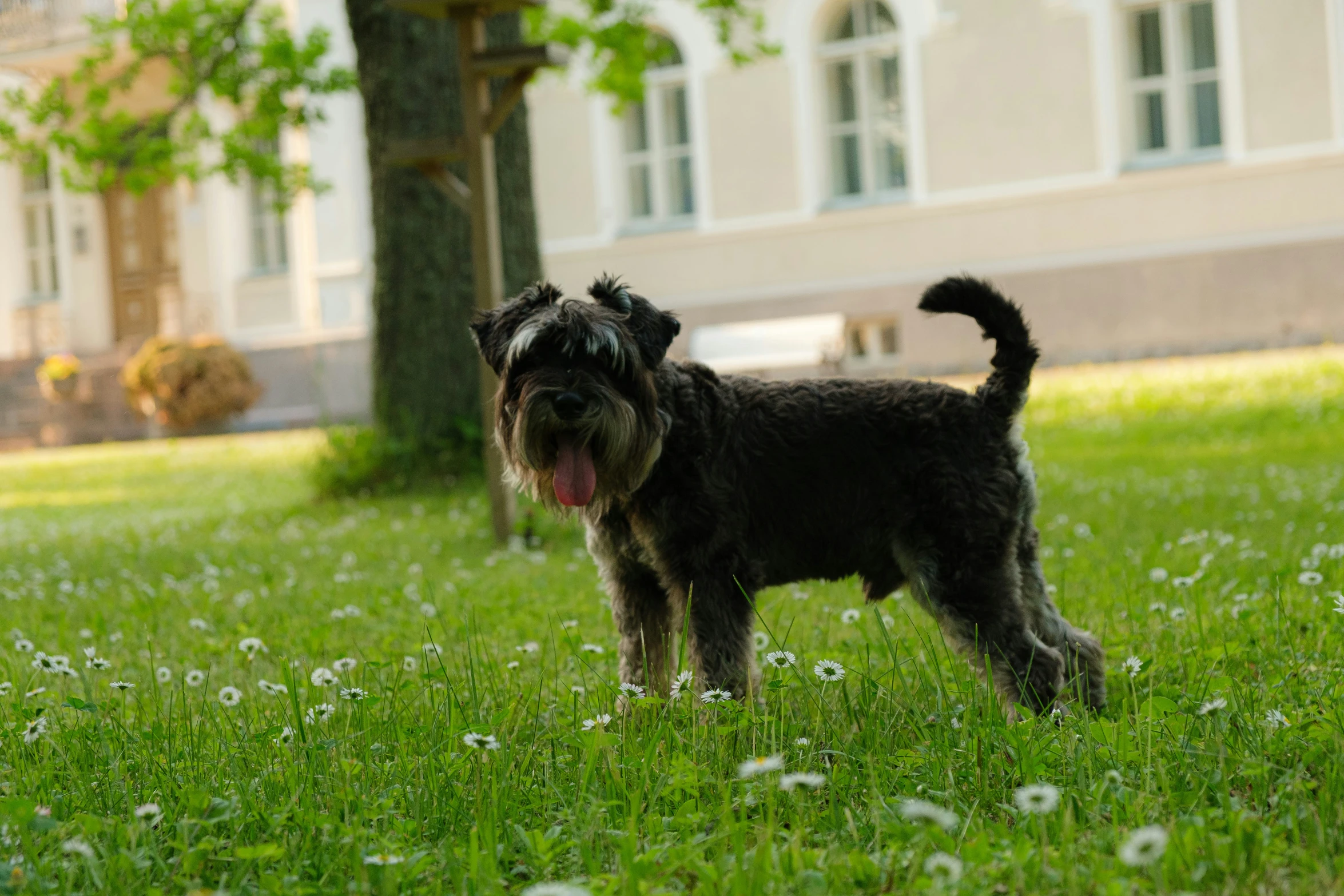 a black dog is standing in the grass and it has it's mouth open