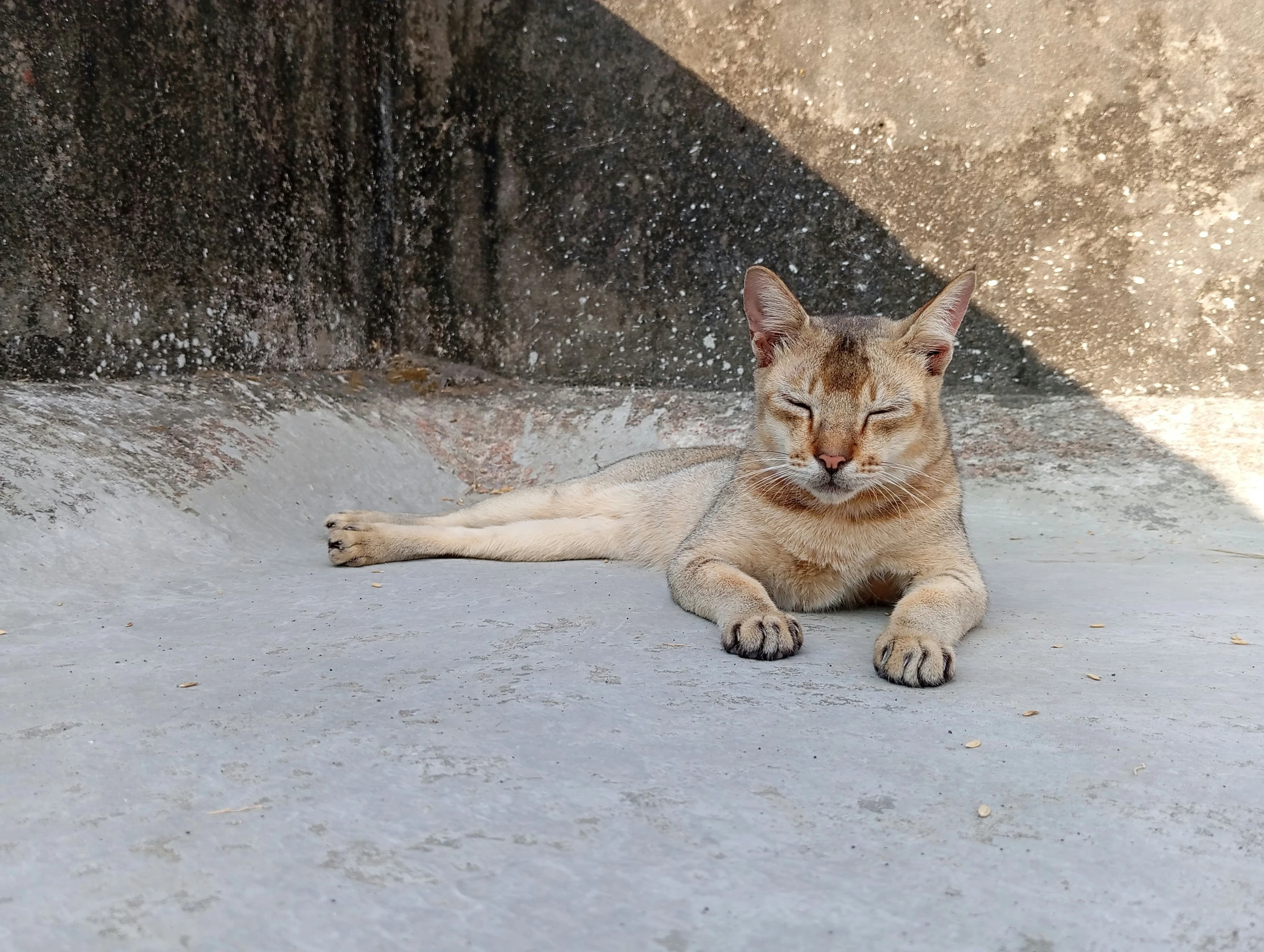 an orange cat sitting on top of cement ground