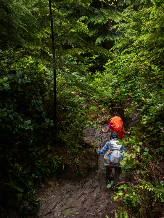 someone walking on a small pathway with trees behind them