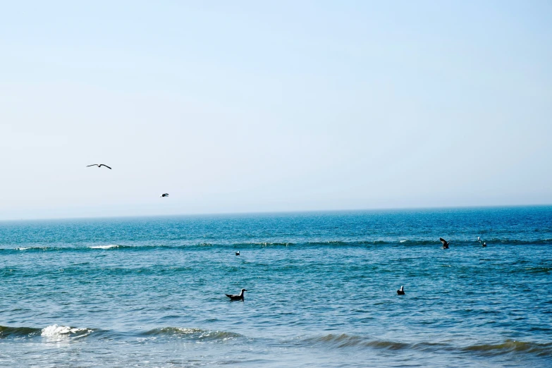 a bunch of birds that are flying above the water