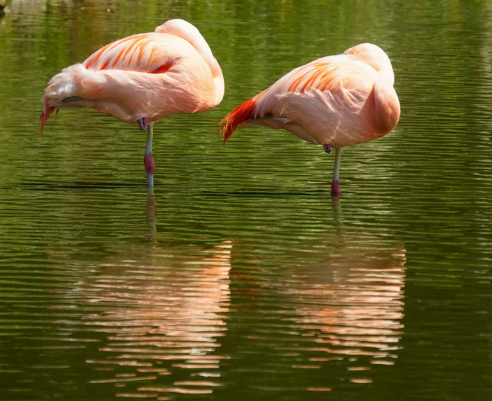 two pink flamingos stand in shallow water on a pond