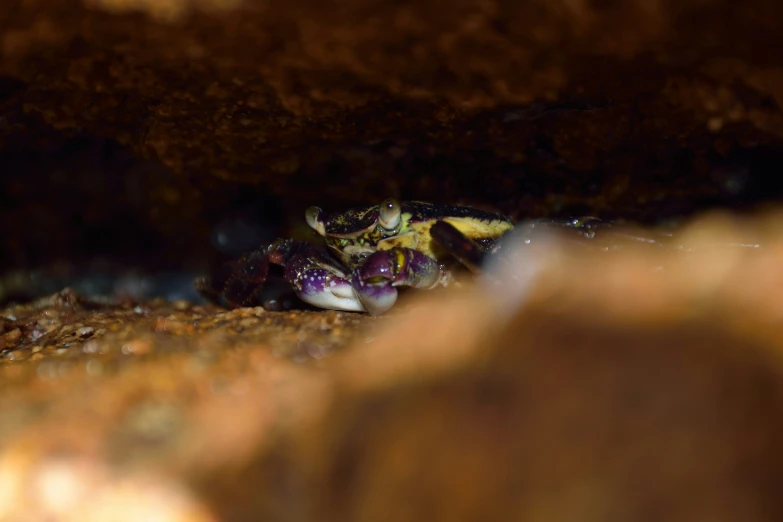 small purple and yellow frog hiding in a rock