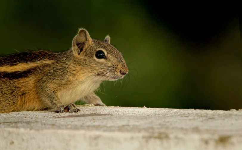 a close up of a small rodent on a concrete surface