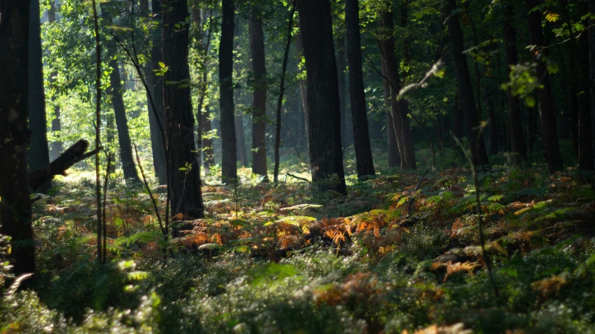 a forest with many trees and leaves