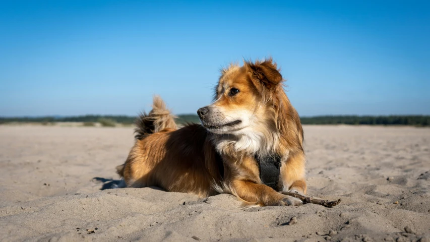 two dogs are on the beach playing with a stick