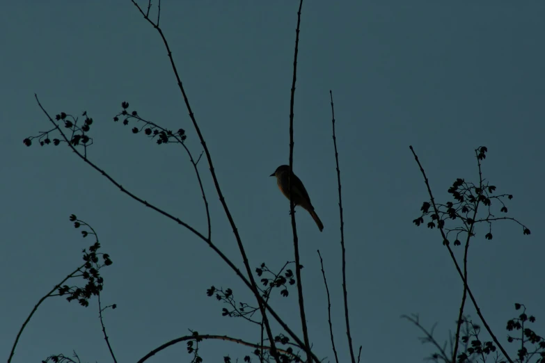 a bird perched in the tree looking up into the sky