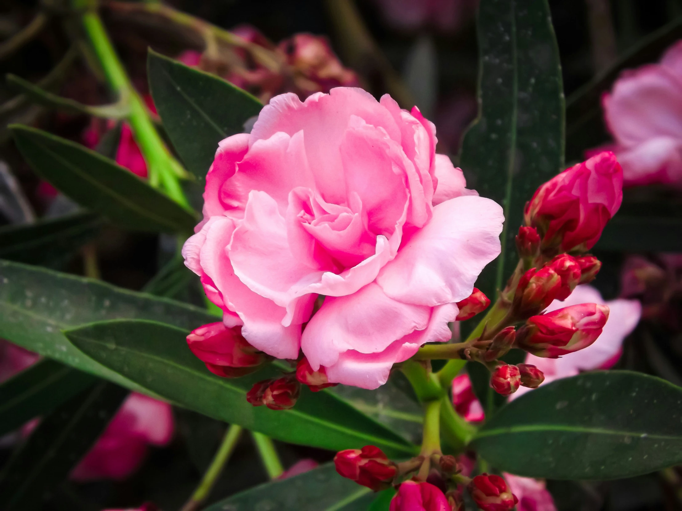 pink flowers and green leaves are on the stems