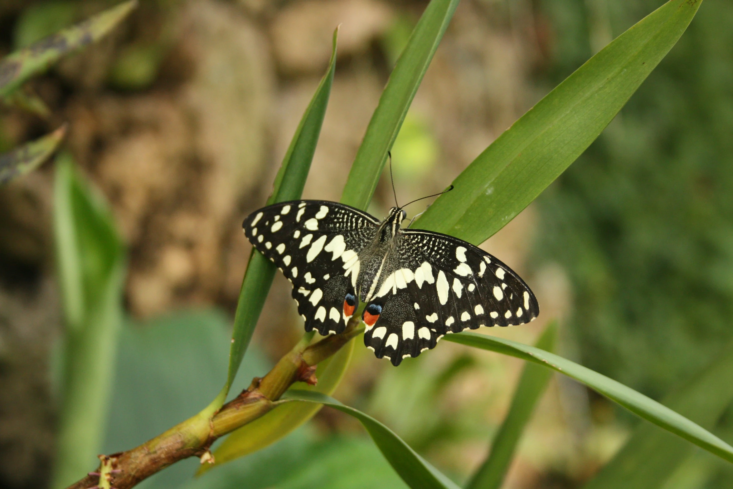 a black and white erfly on top of a plant