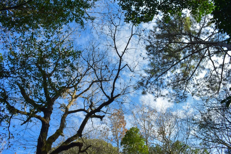 the sun is coming through some trees in the forest