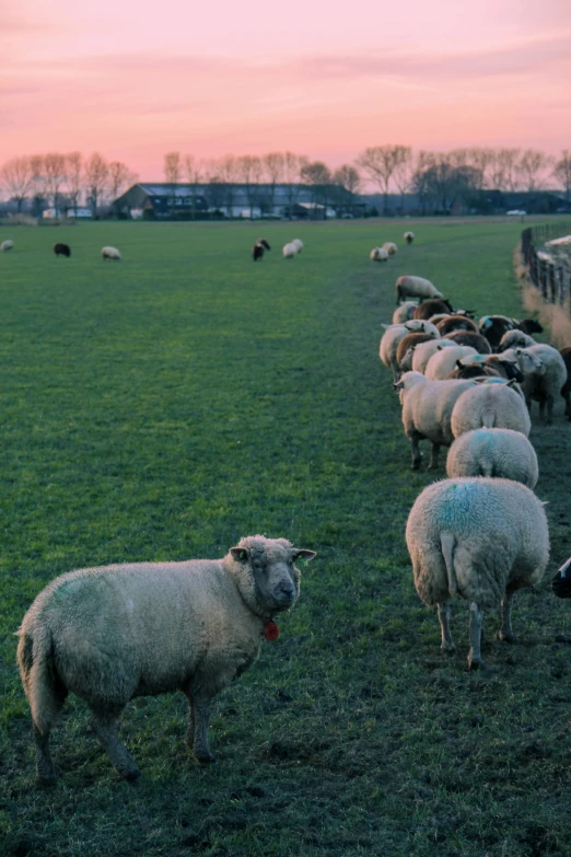 a herd of sheep grazing on a lush green field