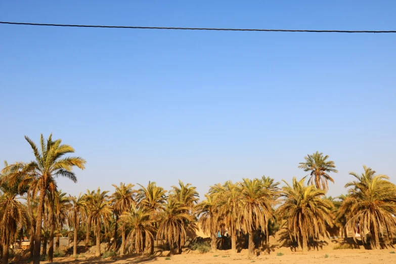 palm trees in the desert under a blue sky