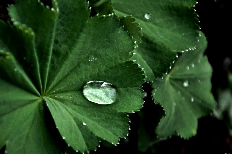 a water drop sitting on a green leaf covered in drops of dew