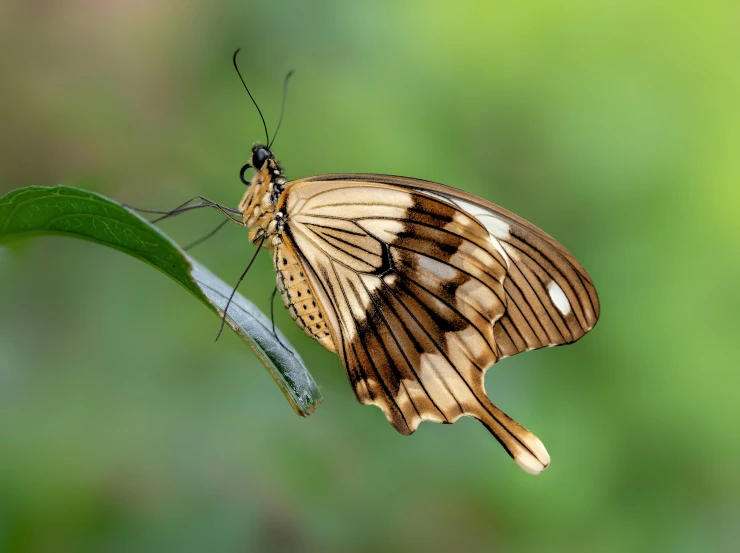 a close up of an orange and white erfly on a leaf