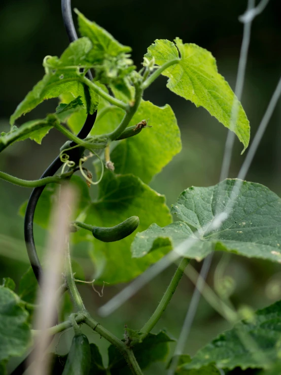 green plant with green leaves in a forest