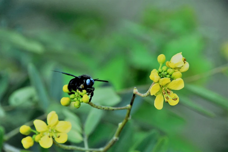 a bee sits on a yellow flower in the garden