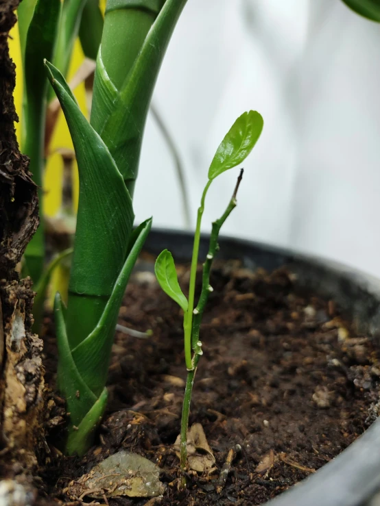 there is a small plant in the middle of the soil