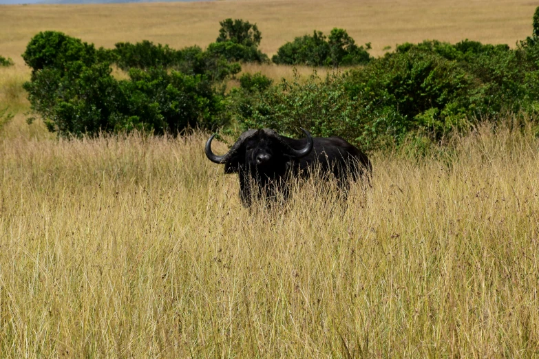 an ox standing in tall grass surrounded by trees