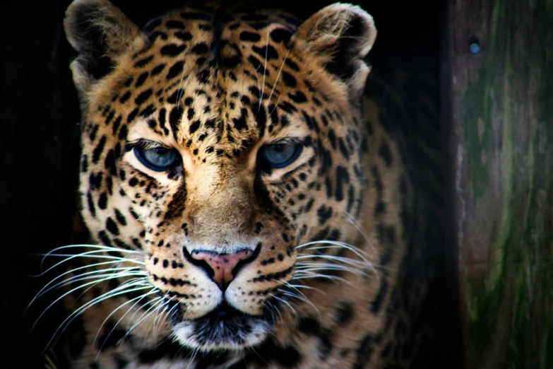 a close up of a tiger looking out the side