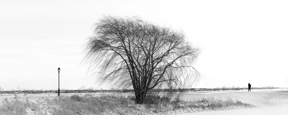 a person walking across a field near a tall tree