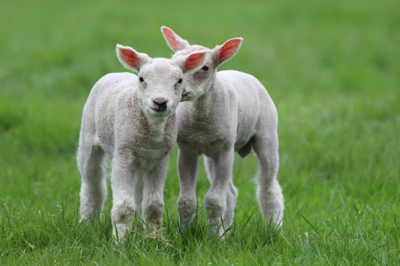 the two lambs are standing together in the grass
