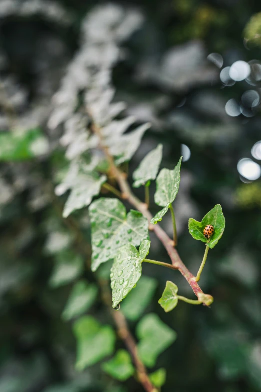 a plant with small leaves and a little bug in it