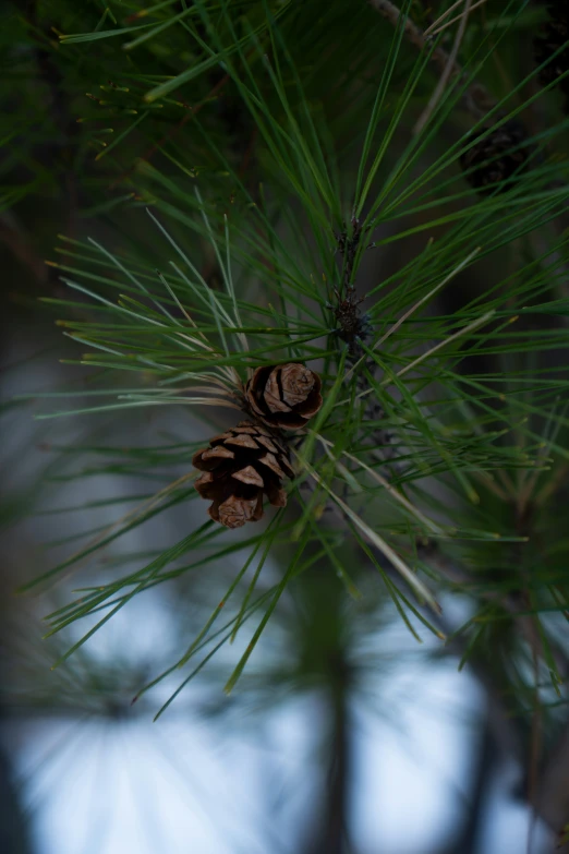 a pine cone sits on a pine tree