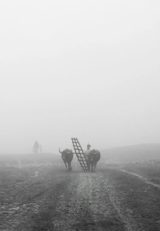 three animals with steps in the road during foggy weather