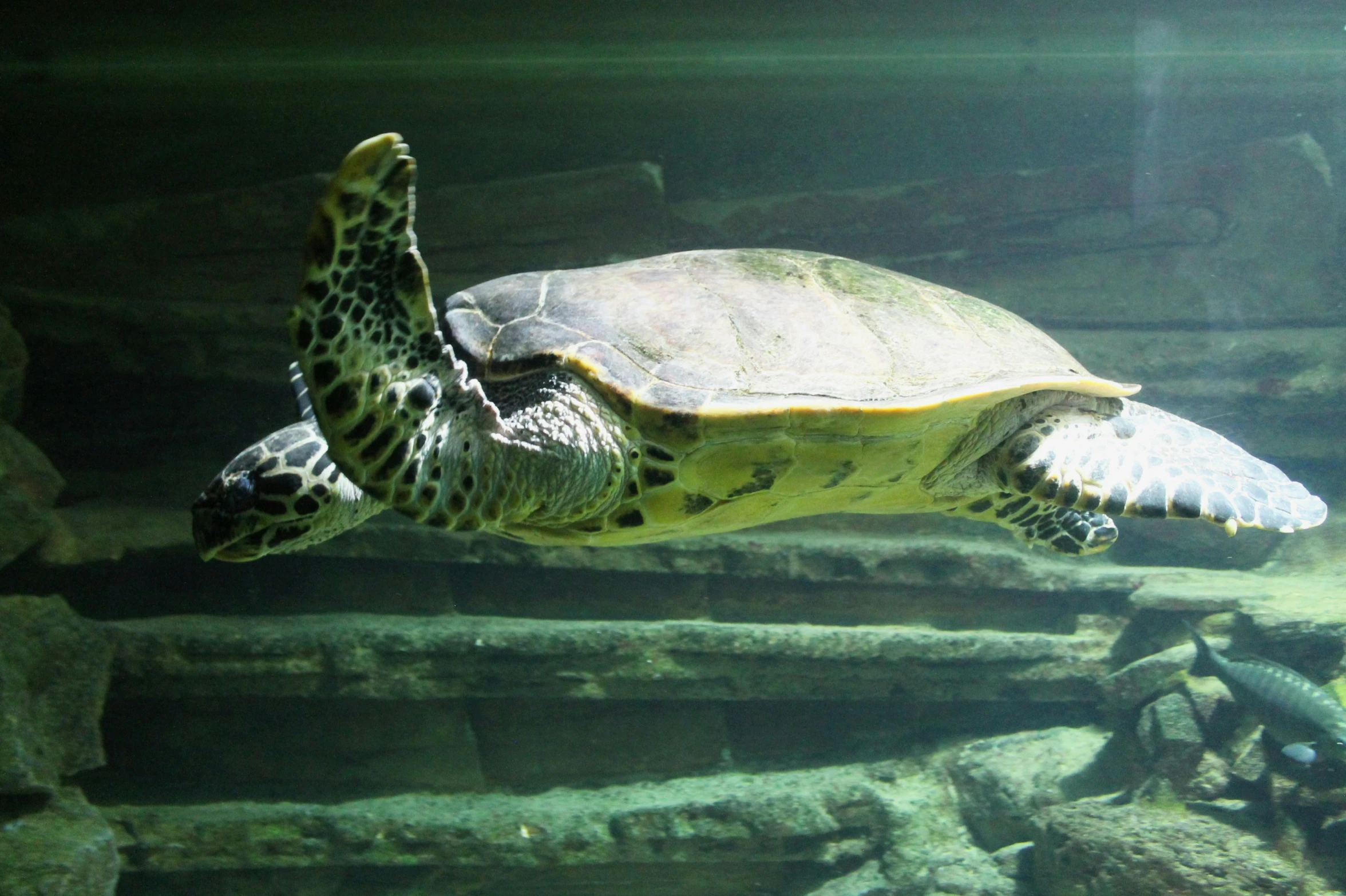 a sea turtle swimming in an aquarium next to stairs