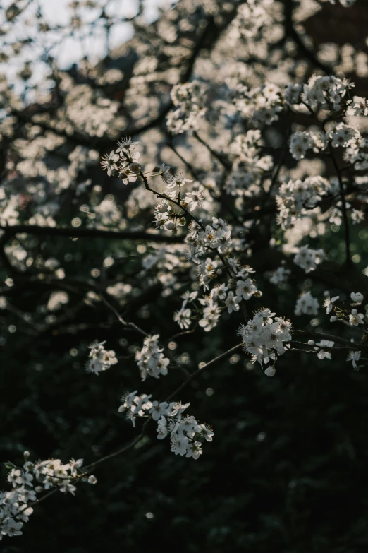 closeup of the white flowers on an unkempt tree