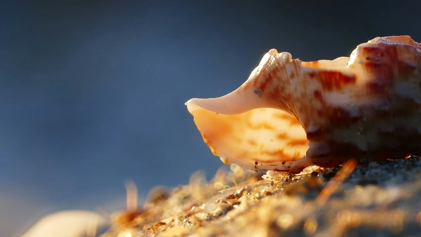 an image of a shell on the rocks