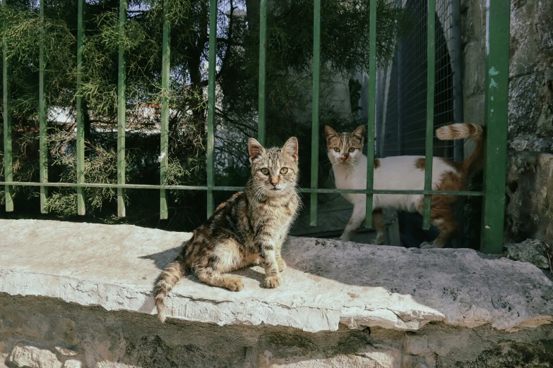 two cats in an iron fenced enclosure one is staring at the camera