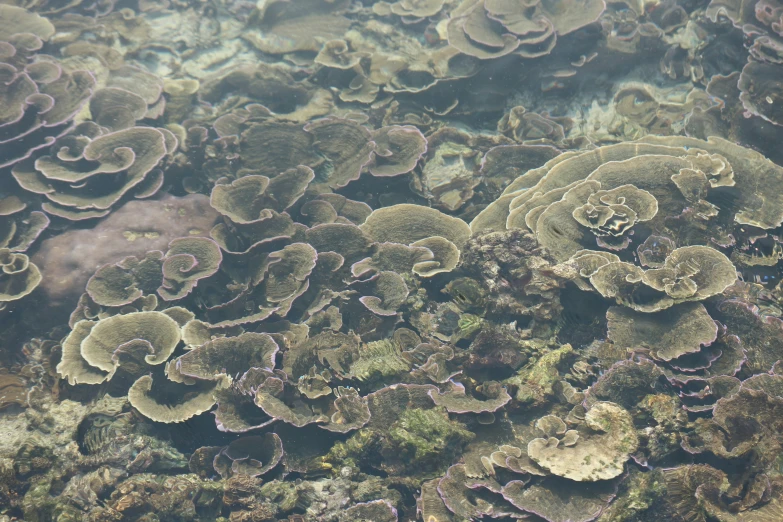 a picture of a underwater scene with water and plants