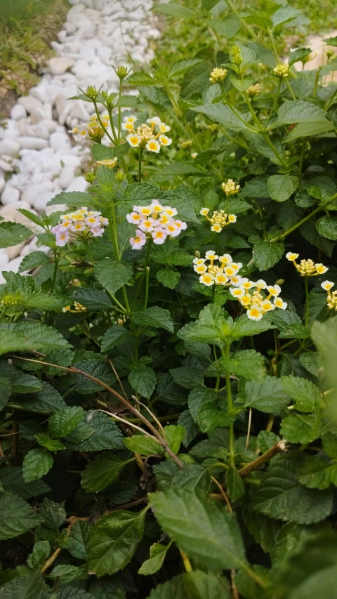 a flower with yellow and white flowers sitting next to rocks