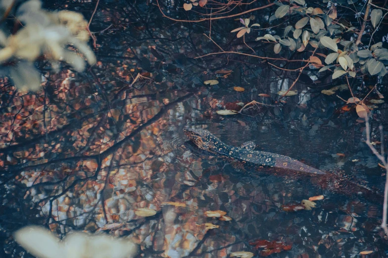 a crocodile resting on a nch in a muddy swamp