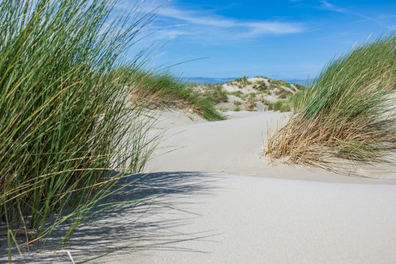 a beach area with some very green grass