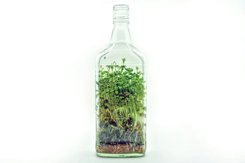 this is a bottle with moss inside of it