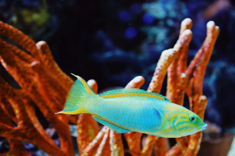 an aquarium with a fish on the coral