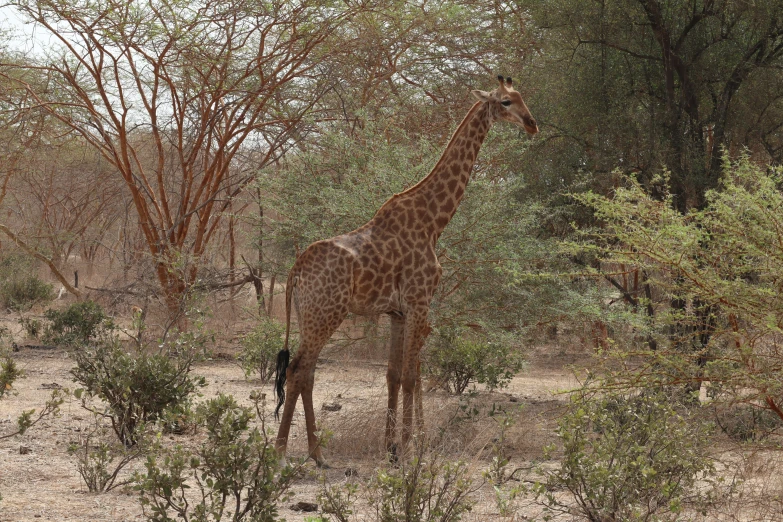 a giraffe standing next to a tree and shrubbery