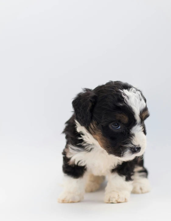 a dog looking to his left while sitting down