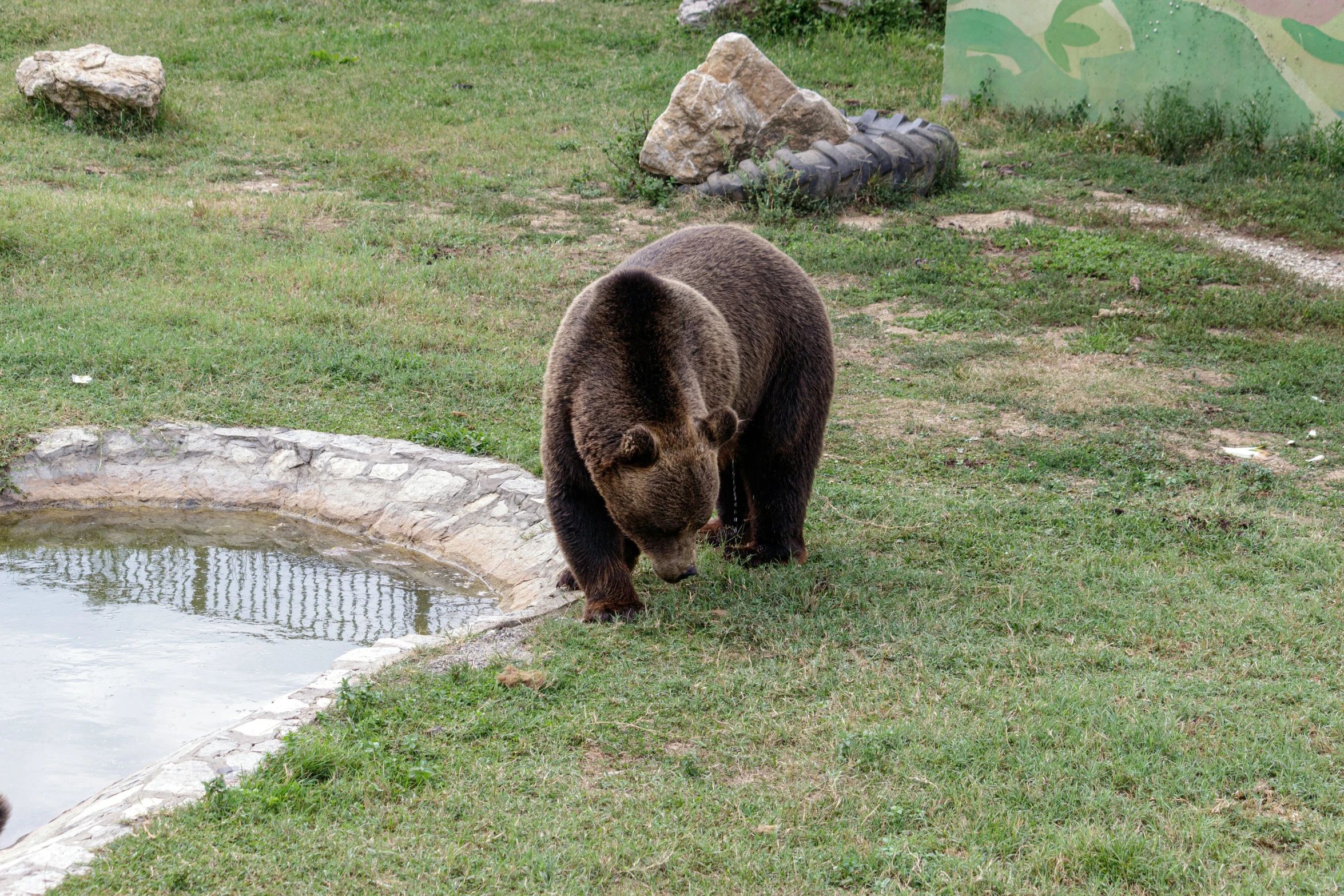 a bear stands by an dle in the grass